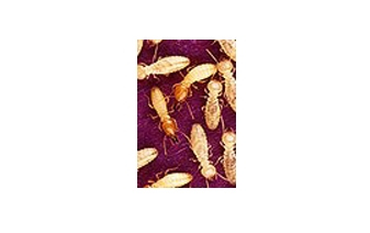 Formosan Termites
